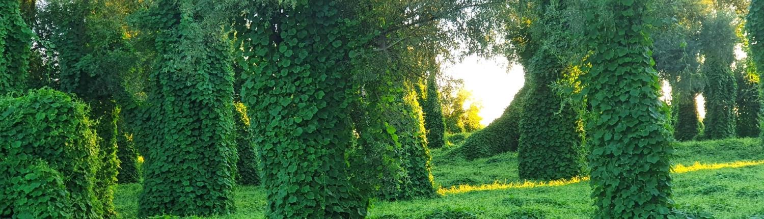 kudzu issues in chattanooga
