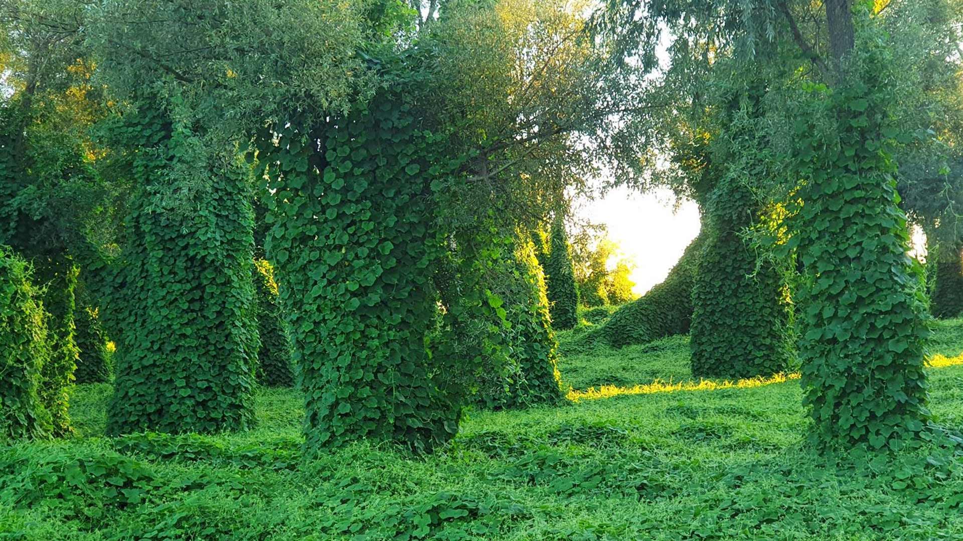 Kudzu Tab